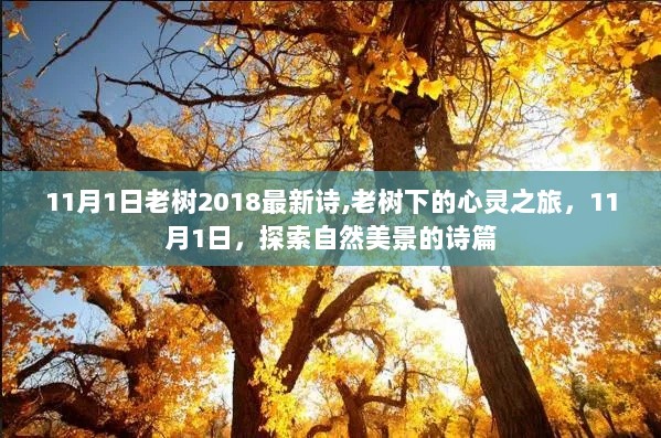 11月1日，老树下的心灵之旅，探索自然美景的诗篇