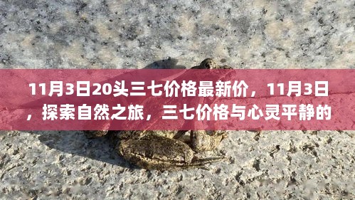 11月3日，三七价格与心灵平静的双重探索之旅