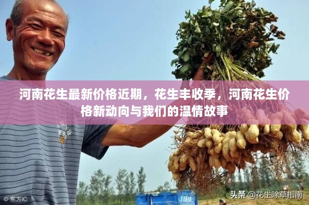 河南花生丰收季，价格新动向与温情故事交织