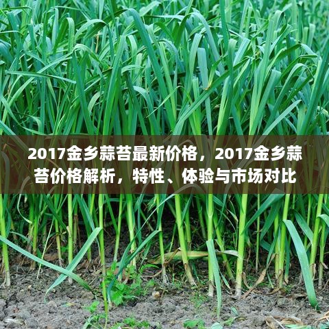 2017金乡蒜苔价格解析，特性、体验与市场对比的新视角