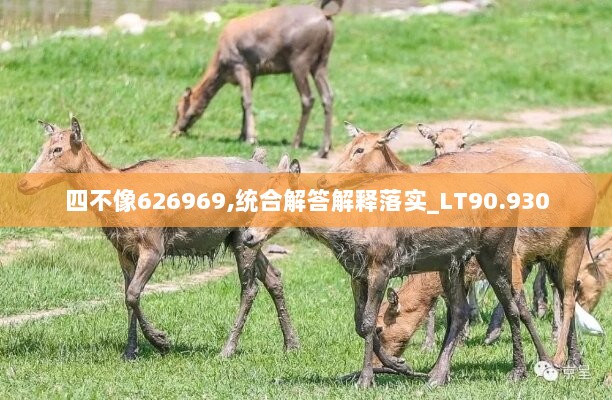 四不像626969,统合解答解释落实_LT90.930