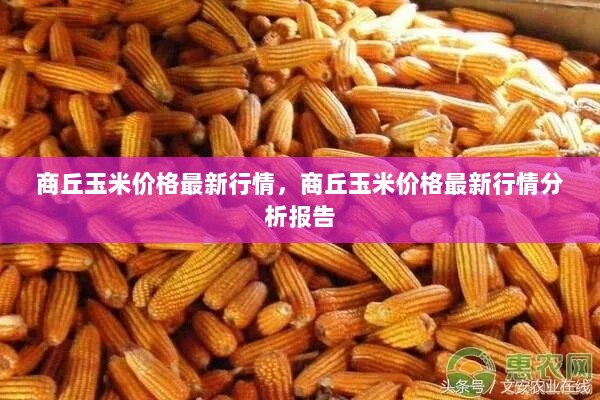 商丘玉米价格最新行情及分析报告