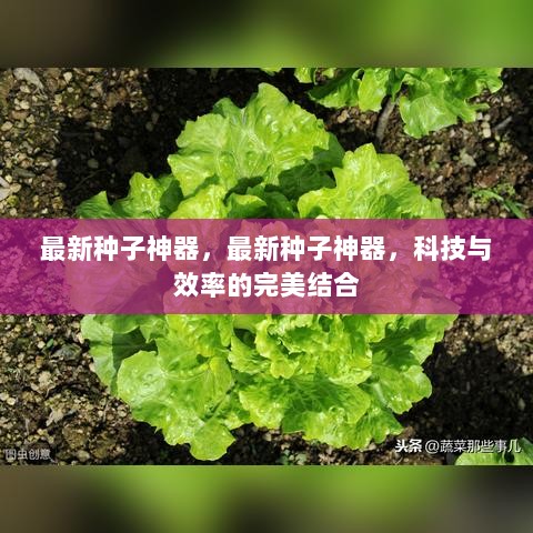 最新种子神器，科技与效率的完美融合