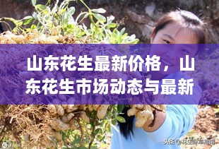 山东花生市场动态与最新价格分析