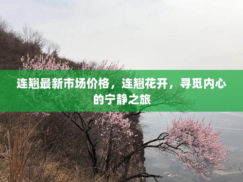 连翘市场新价格揭晓，花开之旅寻觅内心宁静