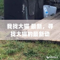 寻找大猫的最新动态，探索与发现之旅