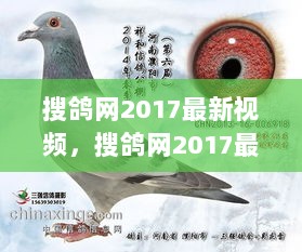 搜鸽网2017最新视频，摄影技巧学习步骤指南