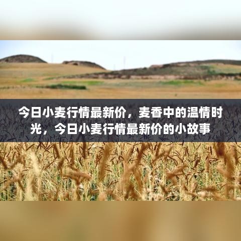 今日小麦行情最新价，麦香温情时光里的小故事