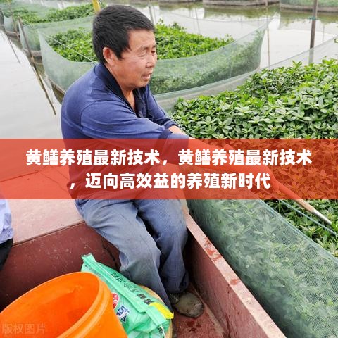 迈向高效益的黄鳝养殖新时代，最新养殖技术解析