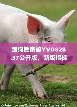 跑狗管家婆YVO828.37公开版，新版指标详解