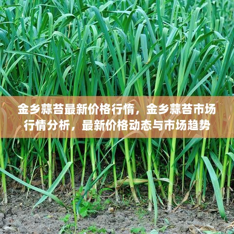 金乡蒜苔市场行情分析与最新价格动态