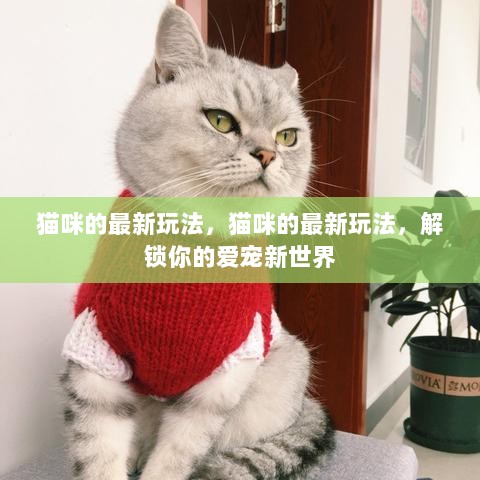 解锁爱宠新世界，猫咪的最新玩法