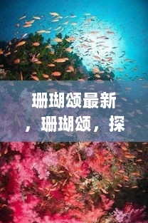 珊瑚颂，探索海洋秘境，寻找内心的平静之旅