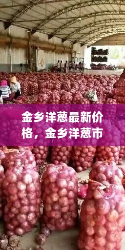 金乡洋葱价格波动背后的市场风云与地位故事