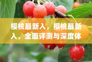 樱桃最新入，全面评测与深度体验