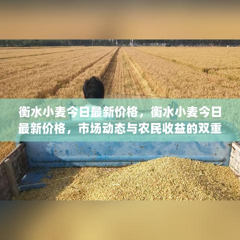 衡水小麦今日最新价格，市场动态与农民收益的双重考量