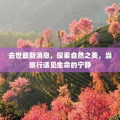 生命的宁静，探索自然之美，去世最新消息的启示之旅