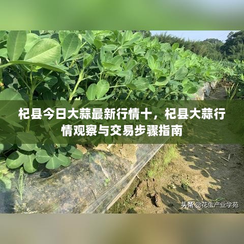 杞县大蒜行情观察与交易步骤指南，今日大蒜最新行情十