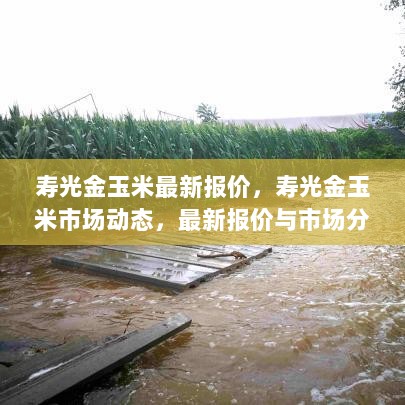 寿光金玉米市场动态及最新报价分析