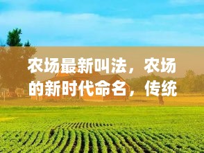 新时代农场命名，传统与创新的交融之声