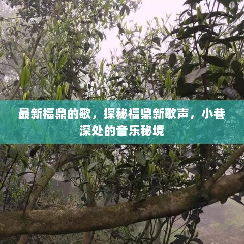 福鼎新歌声探秘，小巷深处的音乐秘境