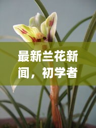 最新兰花新闻与初学者进阶之路，最新兰花种植与养护全攻略