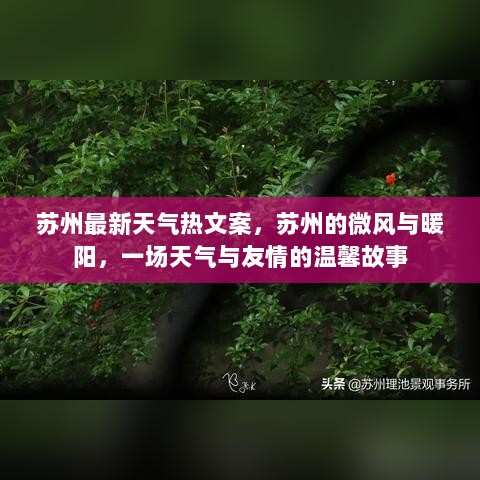 苏州微风暖阳下的天气与友情温馨故事