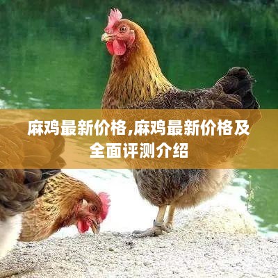 麻鸡最新价格及全面评价介绍