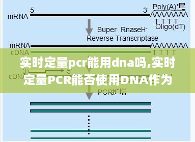 实时定量PCR能否使用DNA作为分析对象，深入探讨与解析标题为，实时定量PCR对DNA分析的应用探讨