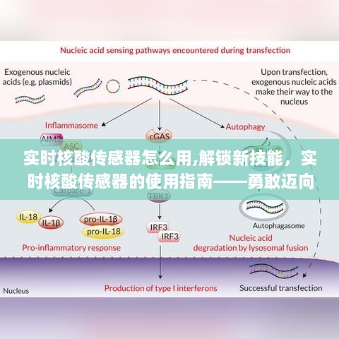 实时核酸传感器使用指南，科技新时代的自我进阶之路