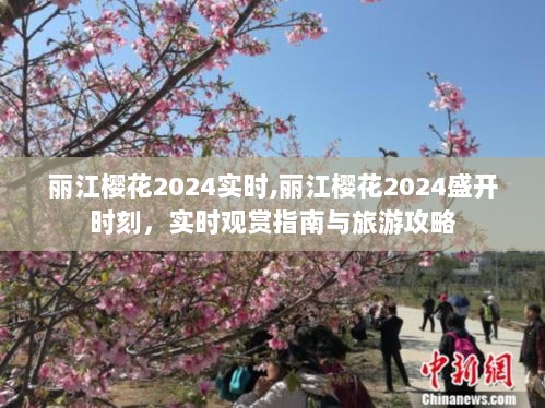 丽江樱花2024盛开实况，观赏指南与旅游攻略