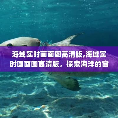 海域实时高清画面图，探索海洋的直观窗口