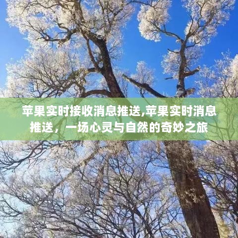 苹果实时消息推送，心灵与自然的无缝连接之旅