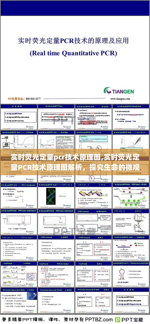 实时荧光定量PCR技术原理图解析，探究生命微观奥秘的奥秘