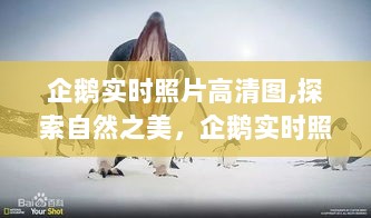 企鹅实时高清照片，探索自然之美，心灵之旅的启程