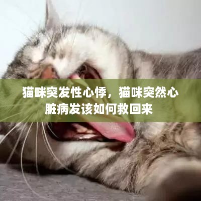 猫咪突发性心悸，猫咪突然心脏病发该如何救回来 