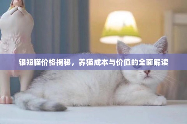 银短猫价格揭秘，养猫成本与价值的全面解读