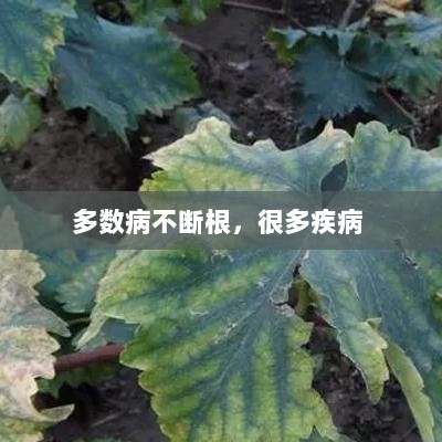 多数病不断根，很多疾病 