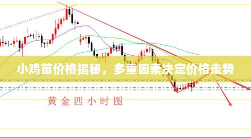 小鸡苗价格揭秘，多重因素决定价格走势