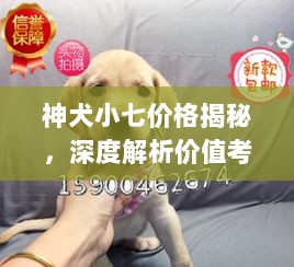 神犬小七价格揭秘，深度解析价值考量！