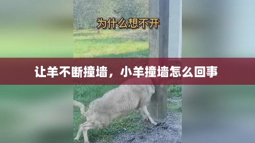 让羊不断撞墙，小羊撞墙怎么回事 