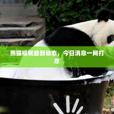 熊猫福妮最新动态，今日消息一网打尽