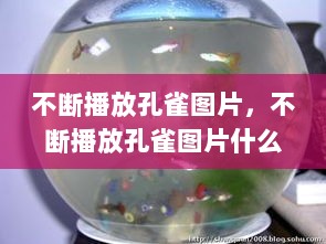 不断播放孔雀图片，不断播放孔雀图片什么意思 