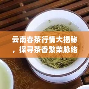 云南春茶行情大揭秘，探寻茶香繁荣脉络