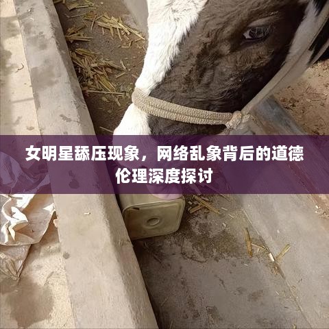 女明星舔压现象，网络乱象背后的道德伦理深度探讨