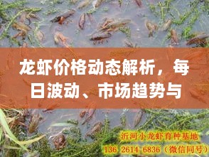 龙虾价格动态解析，每日波动、市场趋势与消费洞察