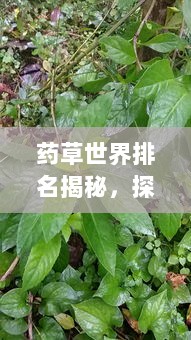 药草世界排名揭秘，探寻草药界的顶尖翘楚