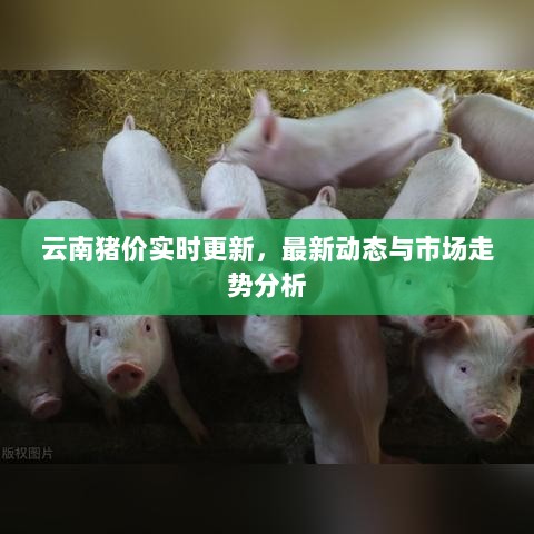 云南猪价实时更新，最新动态与市场走势分析