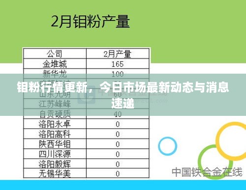 钼粉行情更新，今日市场最新动态与消息速递