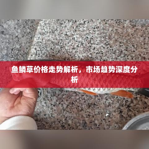 鱼鳞草价格走势解析，市场趋势深度分析